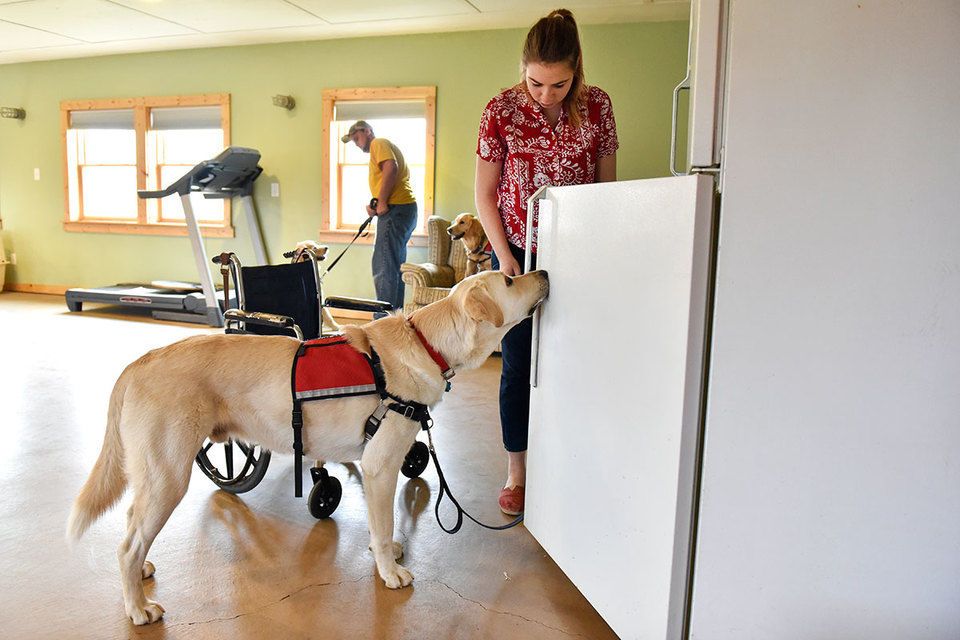 Service Dog Assisting Person
